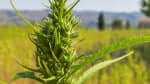 Hemp crops to come to NT, but won't get you high