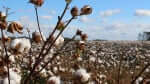 The NT is looking at developing a cotton industry, but environmental groups aren't sold