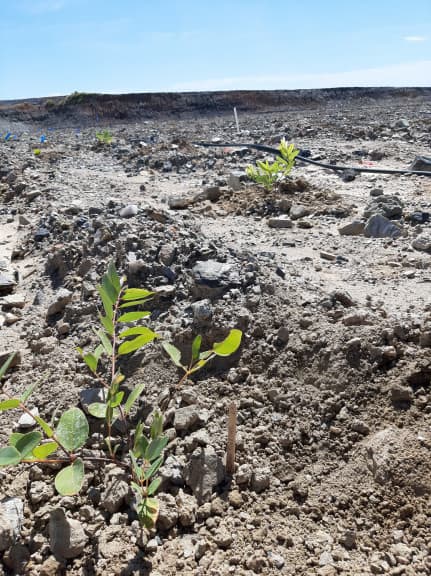 recent seedlings planted on the rehabilitated land. Picture: ERA. 