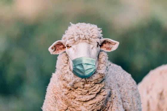 Sheep wearing medical mask