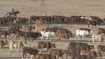 NT pastoralist charged for massive cattle duffing operation south of Katherine