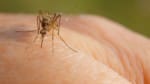 Deadly mosquito-borne diseases detected in Top End, Barkly region as risk raised