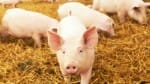 Pig slaughter in rural area under investigation by police