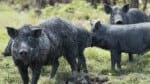 Feral pigs cancel this year’s Adelaide River Cup, race moved to Fannie Bay