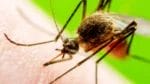 NT Health warns public as more cases of Japanese encephalitis detected