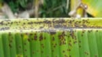 More banana freckle-infected plants discovered in Top End
