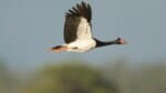 Magpie geese bag limit increases to seven, Field and Game state 2021 goose population figures had to be wrong