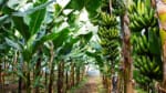 New banana freckle sites discovered, calls for Territorians to check their plants