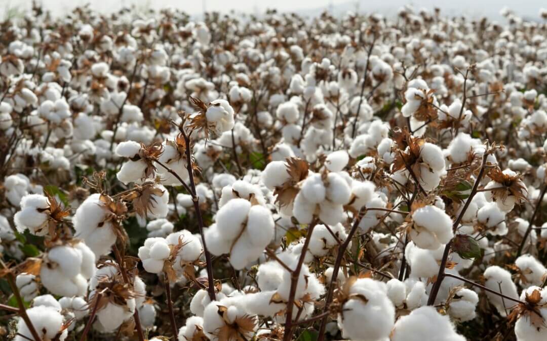 New report warns of cotton industry’s potential impact on rivers