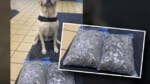 Drug bust in East Arnhem nets 1600 bags of marijuana: NT Police