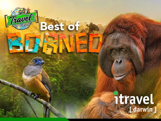 Get up close and adventurous with Borneo’s wildlife and untamed rain forests! | Travel Tip Tuesday
